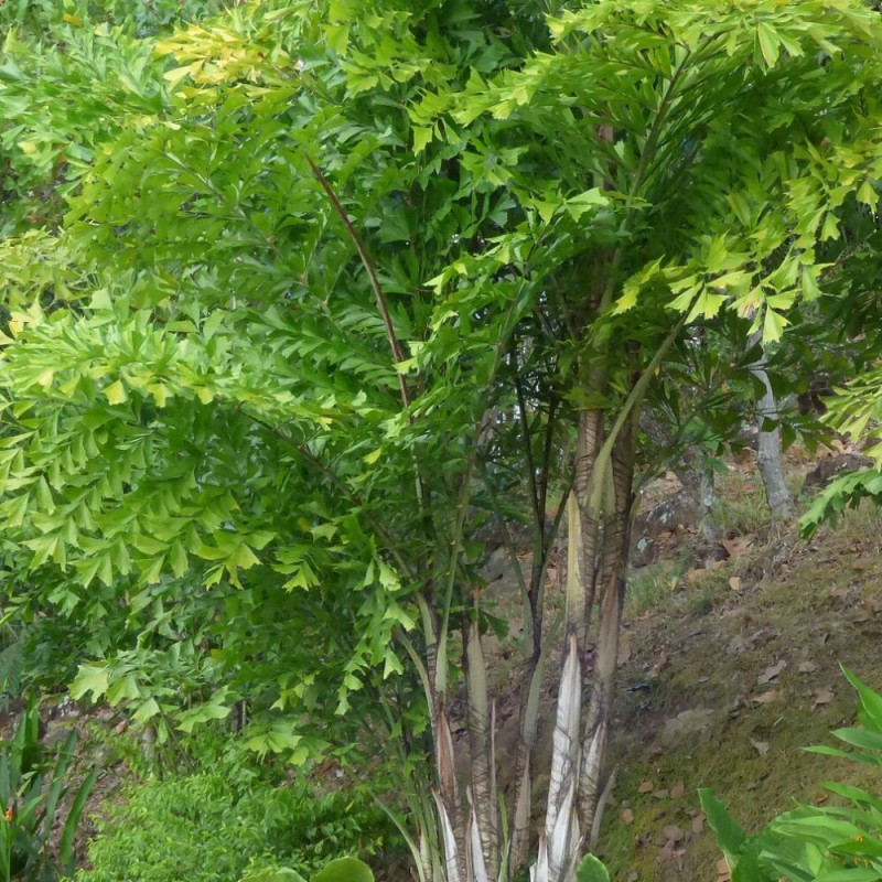 Palma cola de pez - Semillas