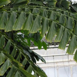 Palma cola de pez - Semillas