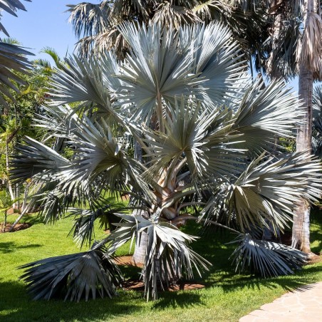 Palmera de Bismarck - Semillas