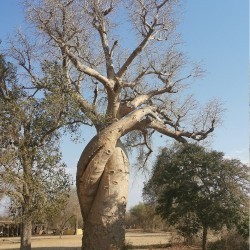 Baobab za - Semillas