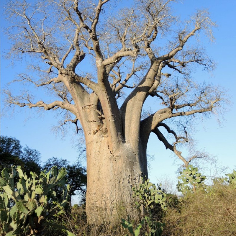 Baobab za - Semillas