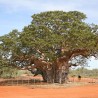 Baobab australiano - Semillas