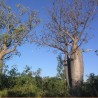 Baobab australiano - Semillas