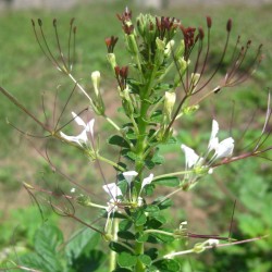 Cleome - Semillas