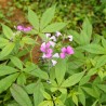 Cleome - Semillas