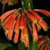 Clivia robusta - Semillas