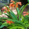 Clivia robusta - Semillas