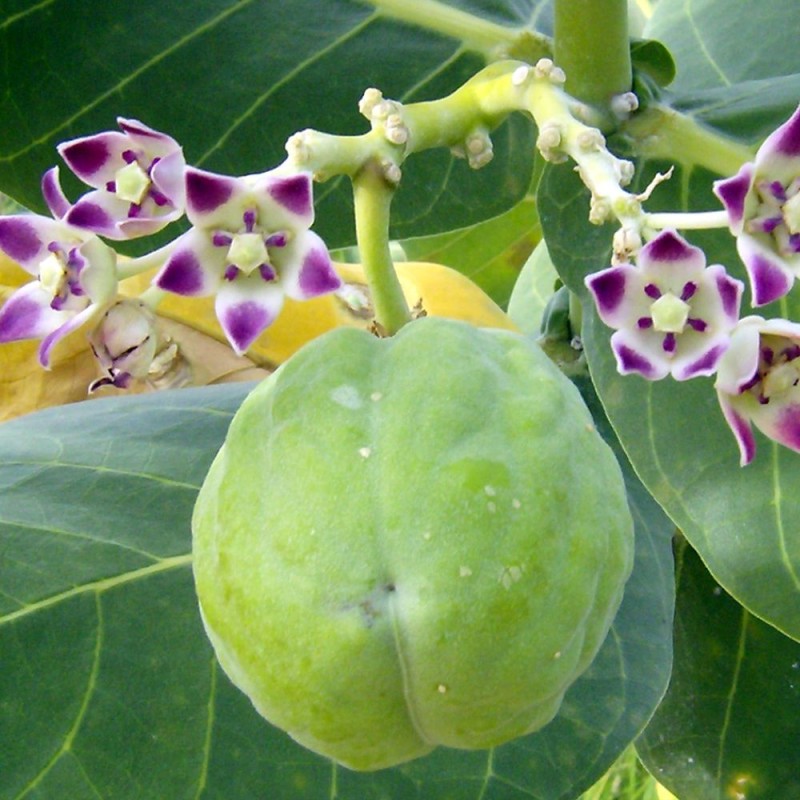 Manzano de Sodoma - Semillas