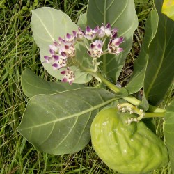 Manzano de Sodoma - Semillas