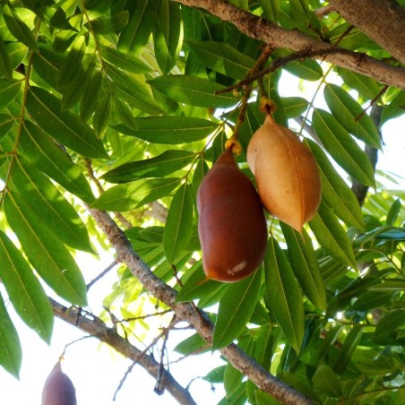 Castaño de Australia - Semillas