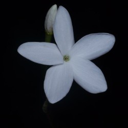 Café de Bengala - Semillas