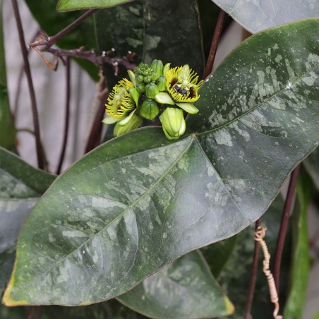 Passiflora coriacea semillas