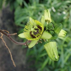 Pasionaria de hoja de murciélago - Semillas