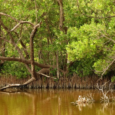 Mangle negro - Semillas