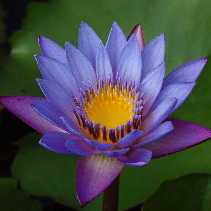 Loto azul - Semillas