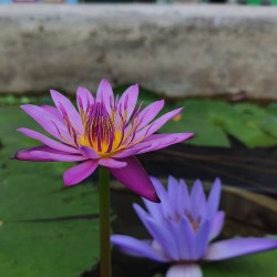 Loto azul - Semillas