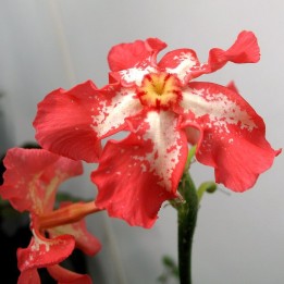 Pachypodium de Baron - Semillas