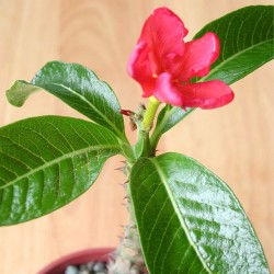 Pachypodium de Baron - Semillas