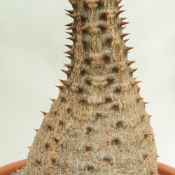 Pachypodium de Baron - Semillas