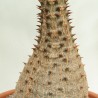 Pachypodium de Baron - Semillas
