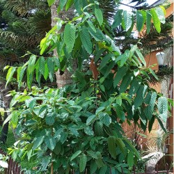 Hierro de Borneo - Semillas