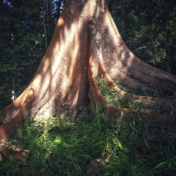 Hierro de Borneo - Semillas