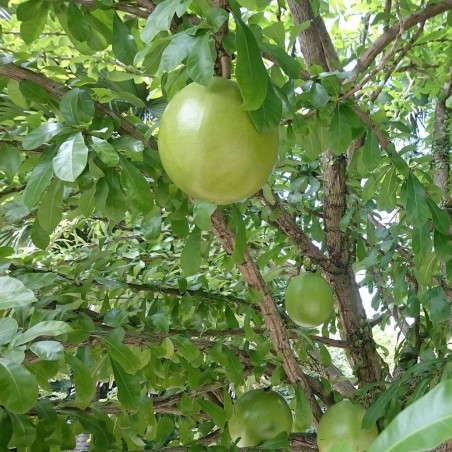 Árbol Calabazo - Semillas