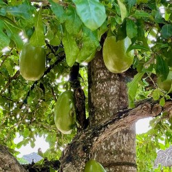Árbol Calabazo - Semillas