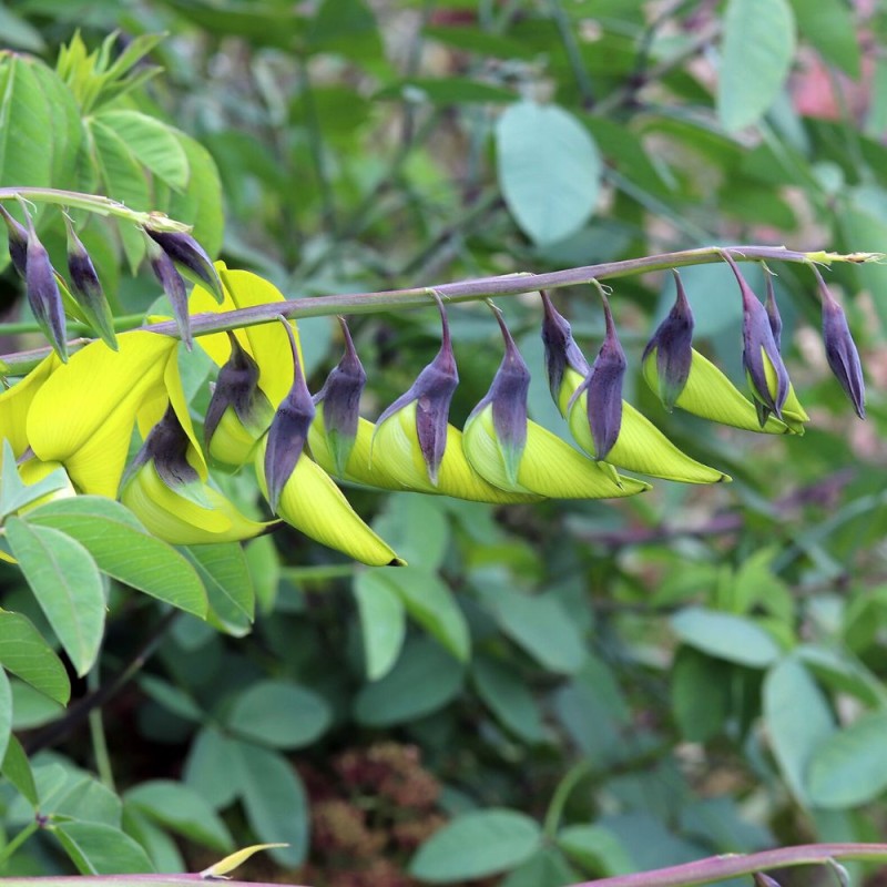 Crotalaria - Semillas