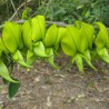 Crotalaria - Semillas