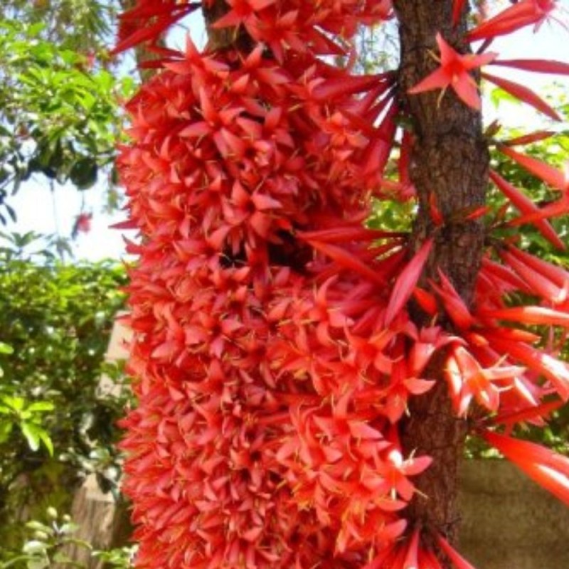 Ixora margaretae - Semillas