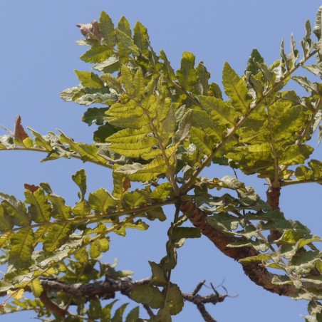 Árbol del incienso indio - Semillas