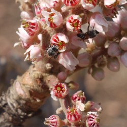 Árbol del incienso indio - Semillas