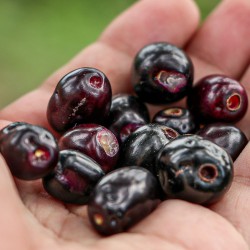 Jambolán - Semillas