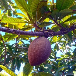 Mamey - Semillas