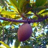 Mamey - Semillas