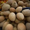 Mamey - Semillas