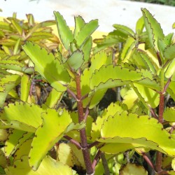 Kalanchoe pinnata - Semillas