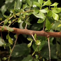 Commiphora myrrha