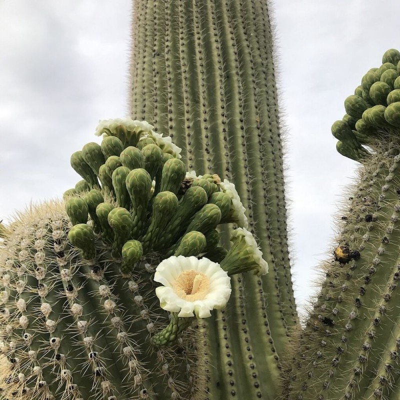 Saguaro - Semillas