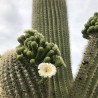 Saguaro - Semillas