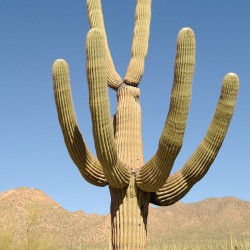 Saguaro - Semillas