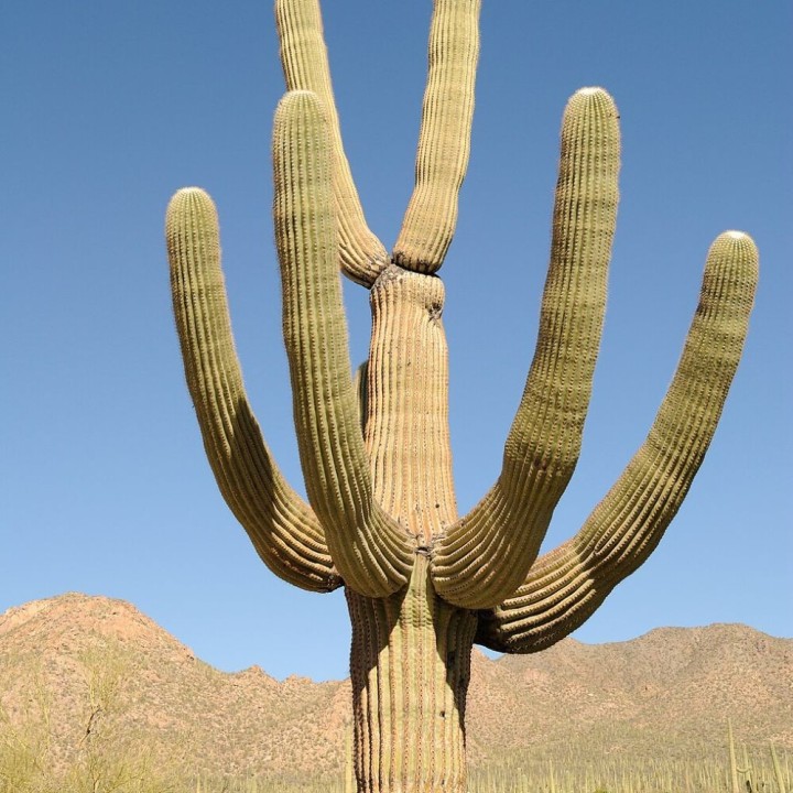 Saguaro - Semillas