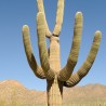 Saguaro - Semillas