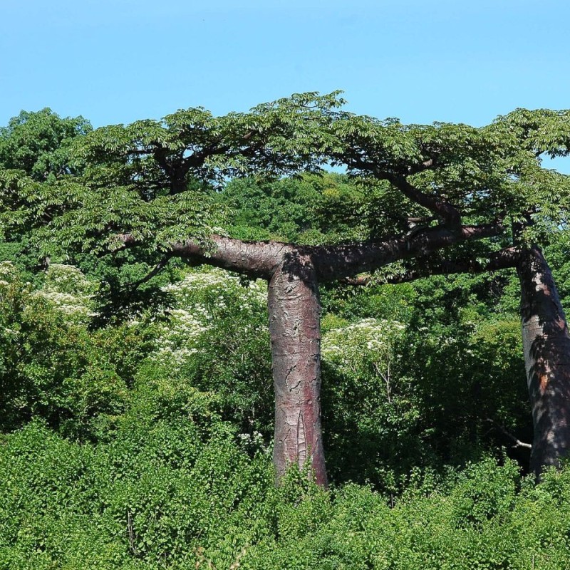 Baobab suarezensis - Semillas
