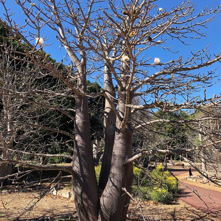 Baobab suarezensis - Semillas