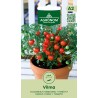 Tomate Vilma - Semillas