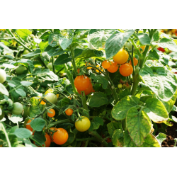 Tomate Venus - Semillas