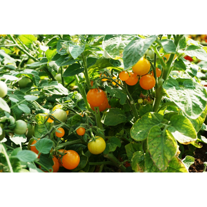 Tomate Venus - Semillas