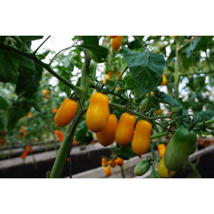 Tomate Taiko - Semillas